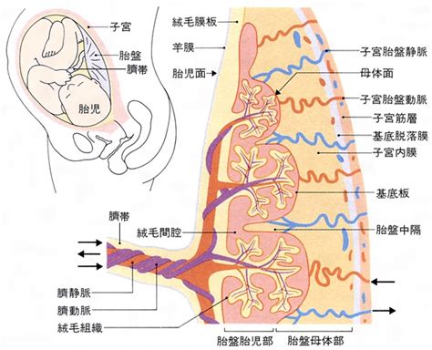 胎盤母體面|胚胎學/胎盤